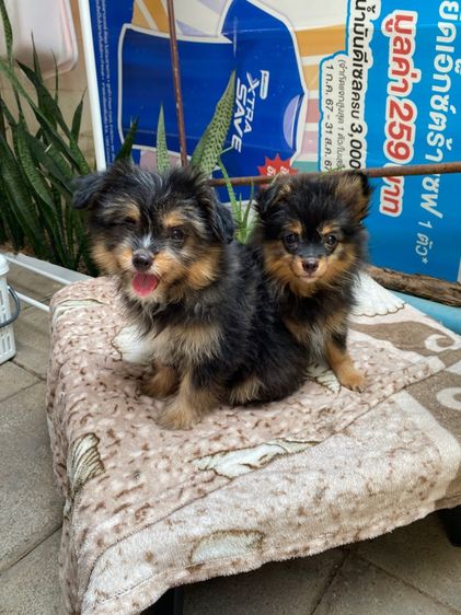 ปอมเมอเรเนียน (Pomeranian) เล็ก ปอมผสมชิสุ เด็กหญิง