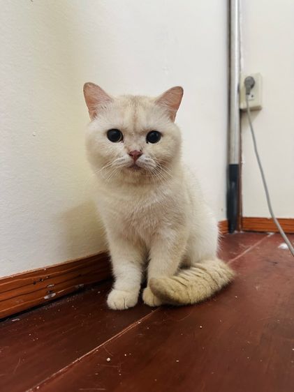 แมวบริติช รูปที่ 4