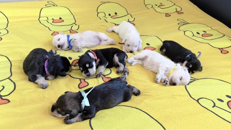 ชเนาเซอร์ (Schnauzer) เล็ก ชเนาเซอร์ เบบี๋น่ารักๆ เปิดให้จองแล้ว