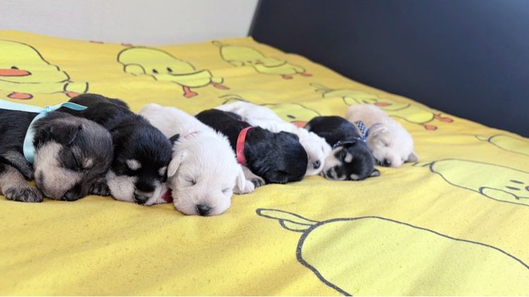 ชเนาเซอร์ เบบี๋น่ารักๆ เปิดให้จองแล้ว รูปที่ 2