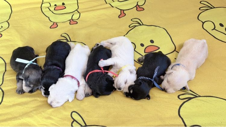 ชเนาเซอร์ เบบี๋น่ารักๆ เปิดให้จองแล้ว รูปที่ 4