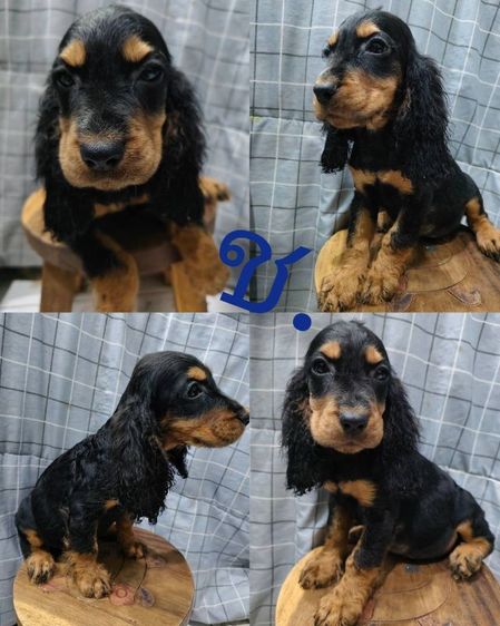 สุนัขพันธุ์อิงลิชค็อกเกอร์ รูปที่ 3