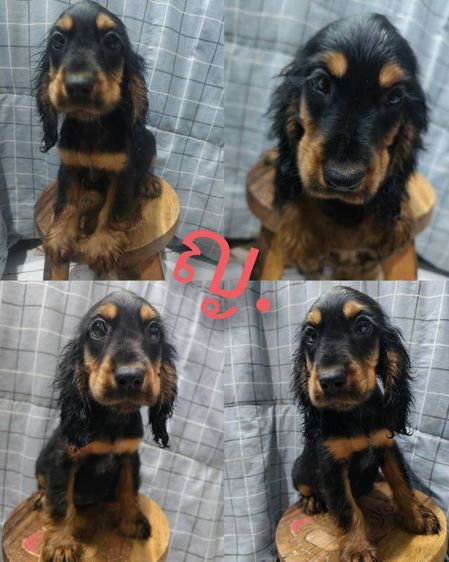 สุนัขพันธุ์อิงลิชค็อกเกอร์ รูปที่ 4