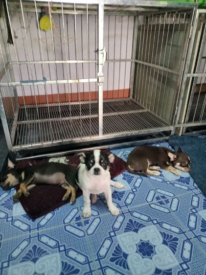 ชิวาวาขนาดเล็กพร้อมย้ายบ้านค่ะ รูปที่ 3