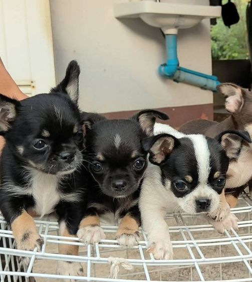 ชิวาวาขนาดเล็กพร้อมย้ายบ้านค่ะ รูปที่ 2