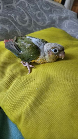 ลูกป้อนกรีนชีคพายแอปเปิล พ่อแม่พายหมด ไม่ทราบเพศ รูปที่ 3