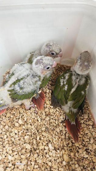 ลูกป้อนกรีนชีคพายแอปเปิล พ่อแม่พายหมด ไม่ทราบเพศ