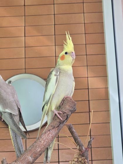 หาบ้านให้น้องน่ารักๆค่ะ  รูปที่ 10