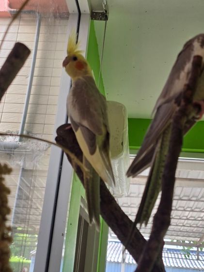 หาบ้านให้น้องน่ารักๆค่ะ  รูปที่ 16