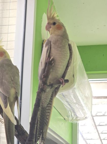 หาบ้านให้น้องน่ารักๆค่ะ  รูปที่ 17