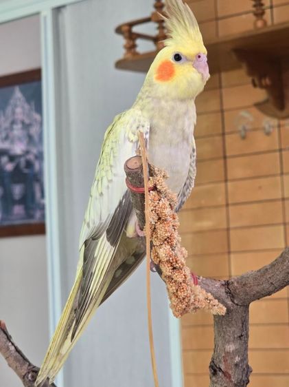 หาบ้านให้น้องน่ารักๆค่ะ  รูปที่ 12