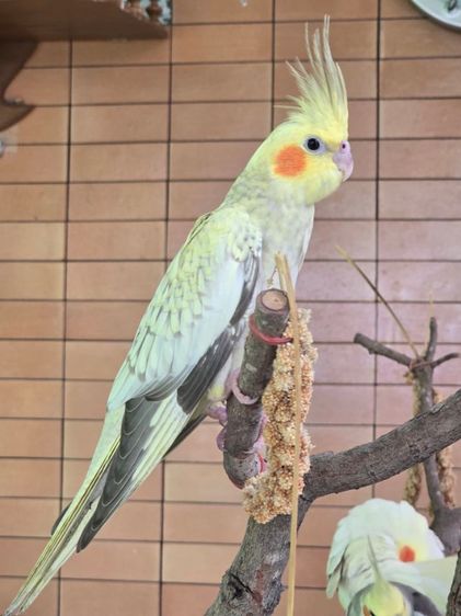 หาบ้านให้น้องน่ารักๆค่ะ  รูปที่ 11