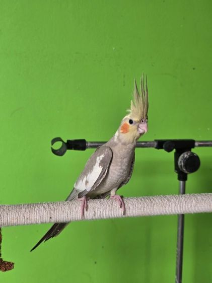 หาบ้านให้น้องน่ารักๆค่ะ  รูปที่ 7