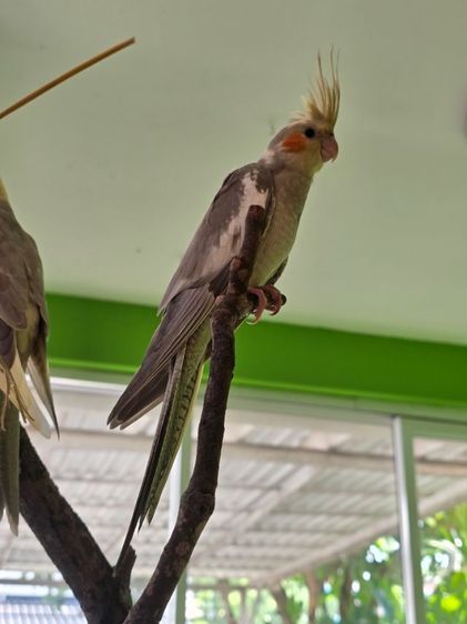 หาบ้านให้น้องน่ารักๆค่ะ  รูปที่ 15