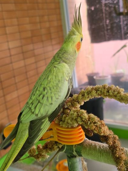 หาบ้านให้น้องน่ารักๆค่ะ  รูปที่ 2