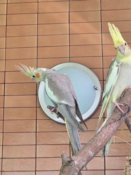 หาบ้านให้น้องน่ารักๆค่ะ  รูปที่ 13