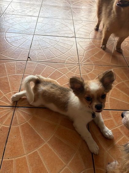 ชิวาวา (Chihuahua) เล็ก ชิวาวา 