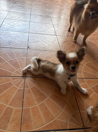 ชิวาวา  รูปที่ 4