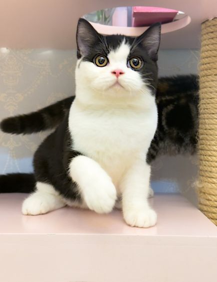 Scottish Black and white 