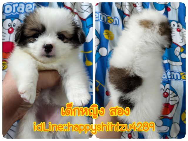 ปอมผสมชิสุ รูปที่ 4