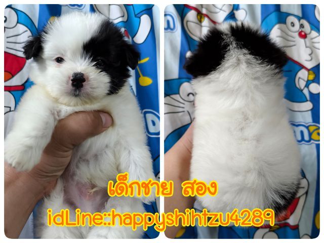 ปอมผสมชิสุ รูปที่ 5