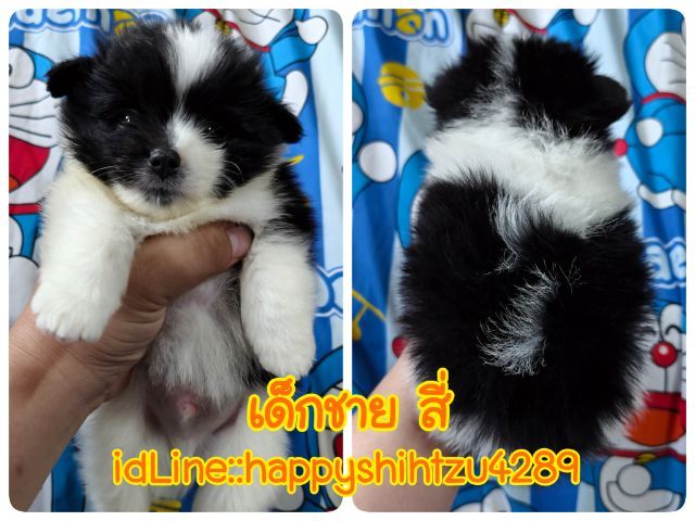 ปอมผสมชิสุ รูปที่ 2