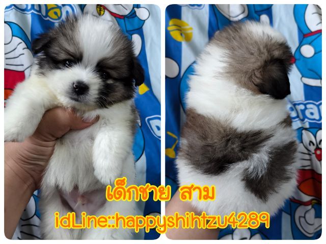 ปอมผสมชิสุ รูปที่ 7