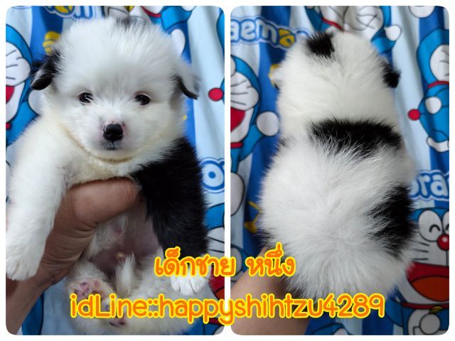 ปอมผสมชิสุ รูปที่ 6