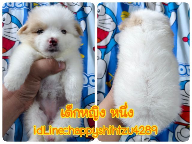 ปอมผสมชิสุ รูปที่ 3