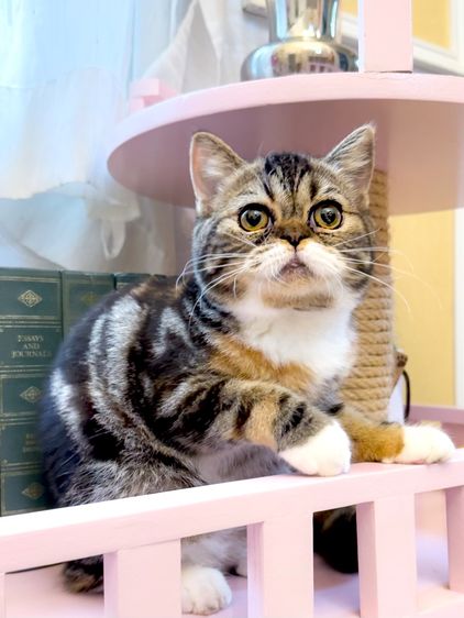 Scottish 👧🏻 สามสี