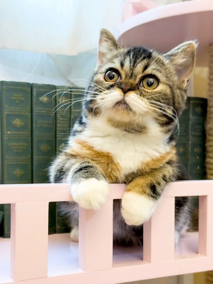 Scottish 👧🏻 สามสี รูปที่ 3