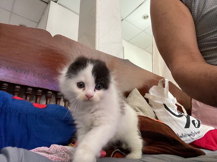 สก๊อตติช แท้ ขาย หญิง รูปที่ 3