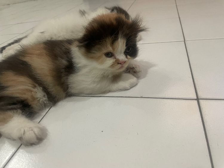 สก็อตติช โฟลด์ (Scottish Fold) สก๊อตติช แท้ ขาย หญิง
