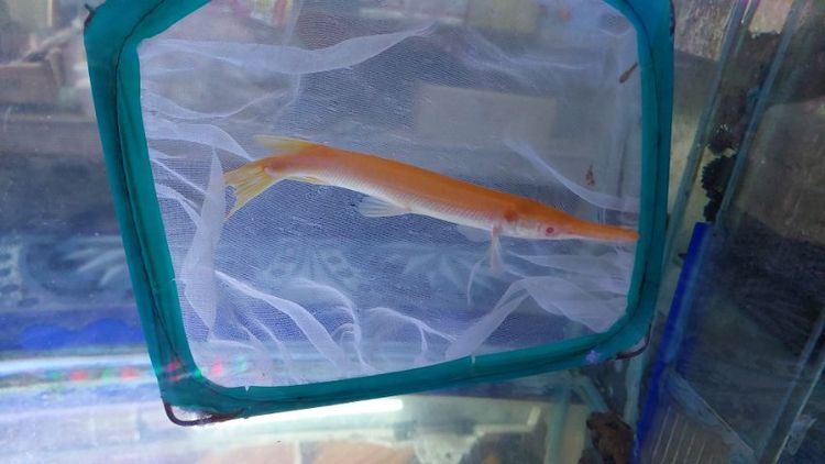 ปลาจระเข้อัลลิเกเตอร์เผือก รูปที่ 2