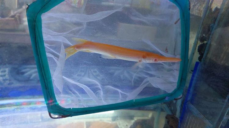 ปลาจระเข้อัลลิเกเตอร์เผือก รูปที่ 4