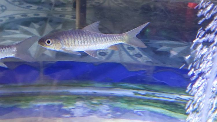 ปลาพลวงชมพู รูปที่ 2