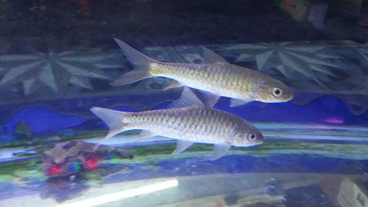 ปลาพลวงชมพู