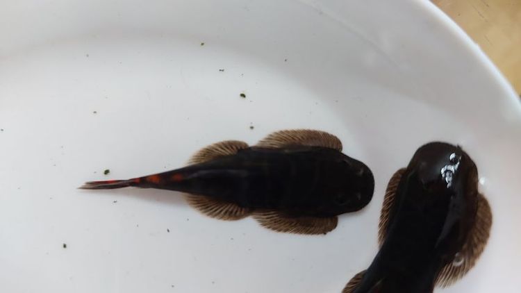 ผีเสื้อเรดฟิน อินโด