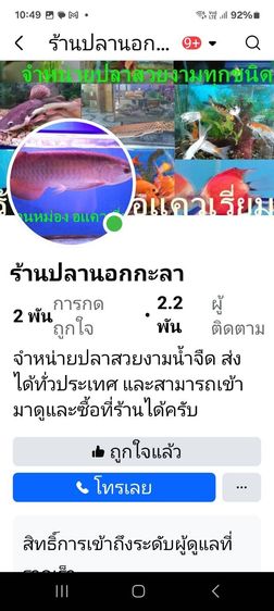 ผีเสื้อเรดฟิน อินโด รูปที่ 3