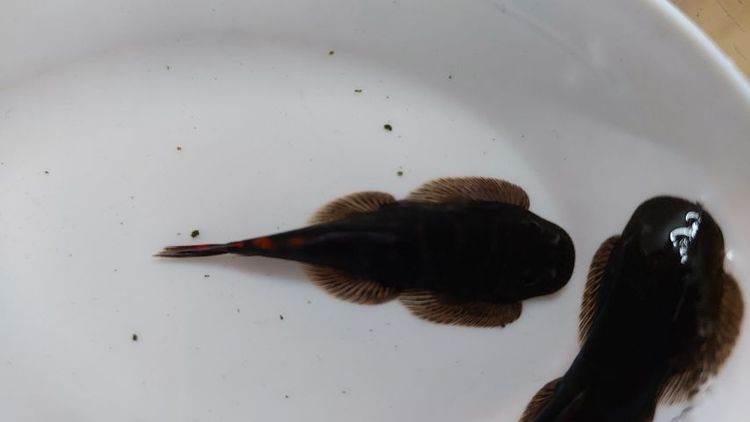 ผีเสื้อเรดฟิน อินโด รูปที่ 2