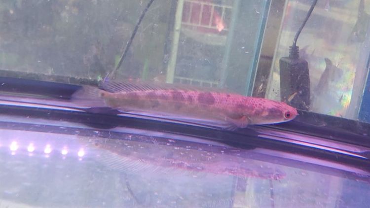 ปลาช่อนข้าหลวงสุราษฎร์ รูปที่ 2