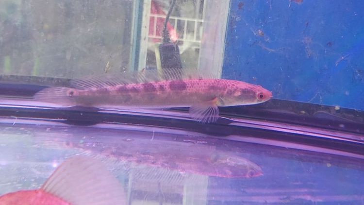 ปลาช่อนข้าหลวงสุราษฎร์