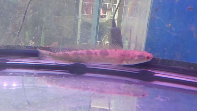 ปลาช่อนข้าหลวงสุราษฎร์ รูปที่ 4