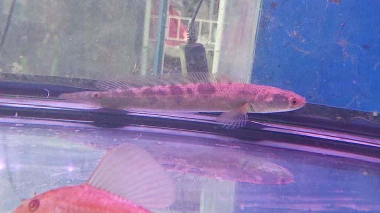 ปลาช่อนข้าหลวงสุราษฎร์ รูปที่ 3