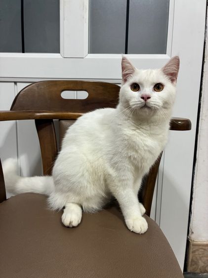 สก๊อตติชผสม รูปที่ 4