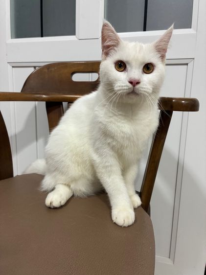 สก็อตติช โฟลด์ (Scottish Fold) สก๊อตติชผสม