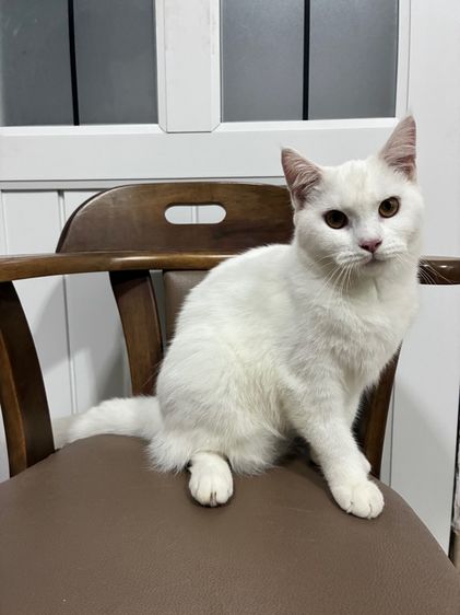 สก๊อตติชผสม รูปที่ 3