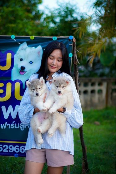 Siberian husky รูปที่ 2
