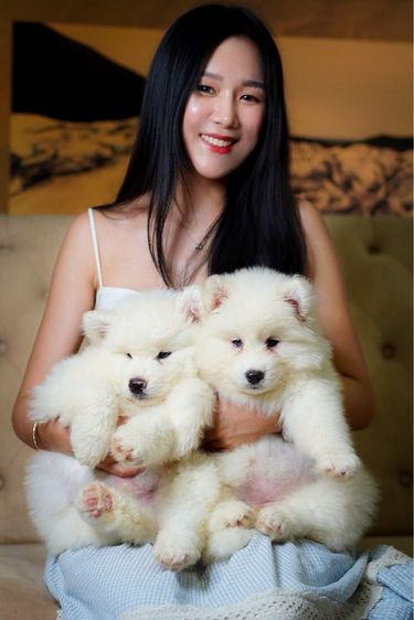 Siberian husky รูปที่ 3