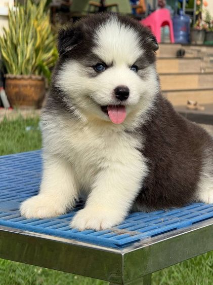 Siberian husky รูปที่ 4